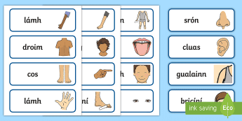 Body Parts Word Cards | twinkl.co.uk