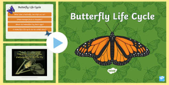 Life Cycle of a Butterfly | Butterfly Activities EYFS