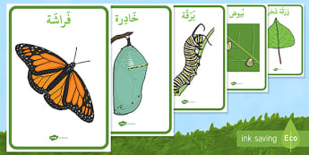 ملصقات عرض دورة حياة الفراشة
