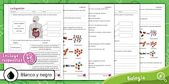 Digestión | Sistema Digestivo | Enzimas | Estómago | 8°