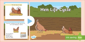 Life Cycle of a Chicken | Lesson Plans | EYFS Resources