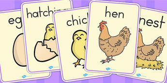 Life Cycle of a Chicken | Lesson Plans | EYFS Resources