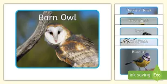 Bird Spring Eyfs Spring Birds Activities | twinkl.co.uk