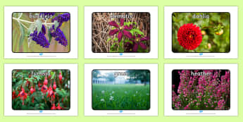 Name a variety of common wild and garden plants - 2014 Curriculum