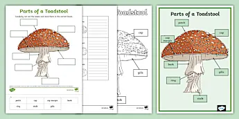 Toadstool Cell Structure Biology Diagram • Twinkl.com.au