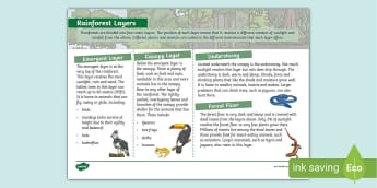 Rainforest Resources | KS2 Primary - Twinkl