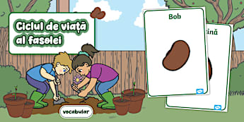 Ciclul de viață al fasolei – Planșe cu vocabular