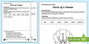 Activities to Teach Parts of a Plant | Plants | KS2 Science