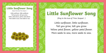 Sunflower Life Cycle - Primary Resources - Twinkl