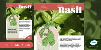 Herbs Fact File: Basil, Plants, Plantcare, Outdoor, Indoor
