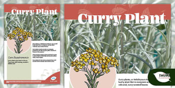 Herb Fact File: Curry Plant