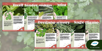 Common Herbs Pack, Plantcare, Fact File, Growing Herbs