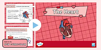 Heart Science Basic Heart Science Resources | twinkl.co.uk