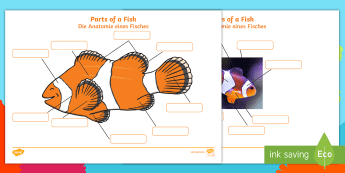 English Fish Activities | twinkl.co.uk