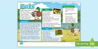 Animals Fact File • Twinkl.ca