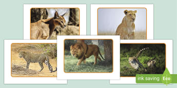 African Cats Photo Pack