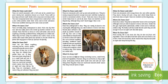 KS1 Foxes Differentiated Fact File - Children's Books, story, book, Easter, save, saving, Easter Bunny, bunny, bunnies, stories, chick, 