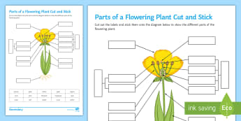 Velcro plant label diagram.  Plant labels, Plants unit, Plants