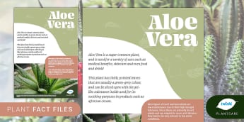 Succulents and Cacti: Aloe Vera