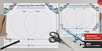 RNA and DNA Venn Diagram Activity