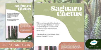 Succulents and Cacti: Saguaro Cactus