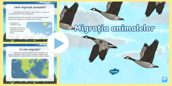 Migrația animalelor | Prezentare PPT | Twinkl România