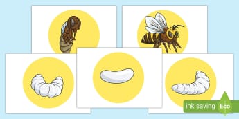 Honeybee, Characteristics, Habitat, Life Cycle, & Facts