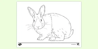 Rabbit Art Activities | twinkl.co.uk