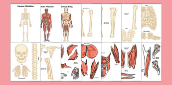 Human Body and Health for Class 5