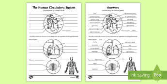 Circulatory Systems | twinkl.co.uk