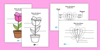 Parts of Flowers | twinkl.co.uk