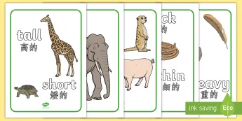 EAL Visual Aids | twinkl.ca
