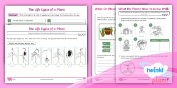 Plants - Year 2 Science Resources - Twinkl