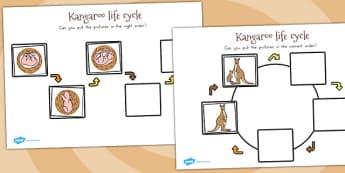 Kangaroo Life Cycle Word Mat - Primary Resource - Twinkl