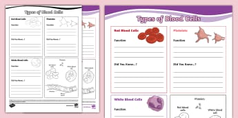 Types of Blood Cells Fact File Template