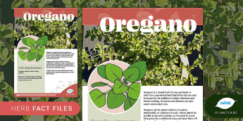 Herbs Fact File: Oregano, Plants, Plantcare, Outdoor, Indoor