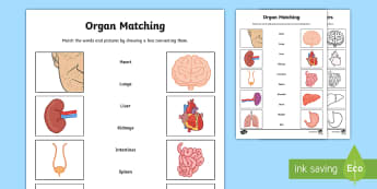 10 000 top science worksheets teaching resources