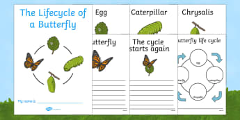 Life Cycle Of A Butterfly Primary Resource