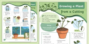 Growing a Plant from a Cutting - Activity Sheet
