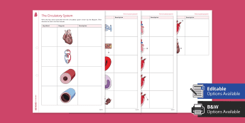 Circulatory System Worksheets | twinkl.co.uk