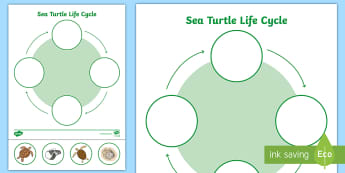 Sea Turtle Life Cycle Primary Resources, Sea Turtle, Life ...