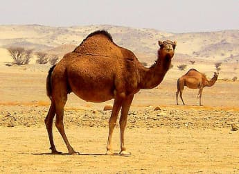 Could You Be, The Most Expensive Camel in the World?