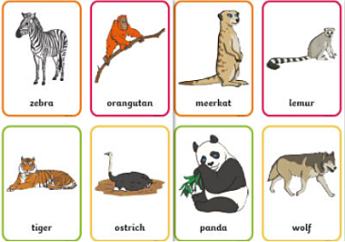 How many animals are in the world? | Facts for Kids - Twinkl Homework Help
