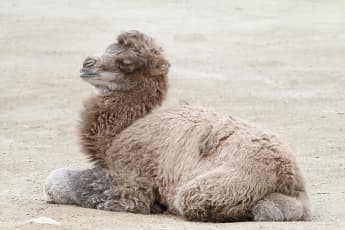 16 Interesting Camel Facts for Kids | Twinkl Blog - Twinkl