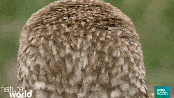gif images of animals