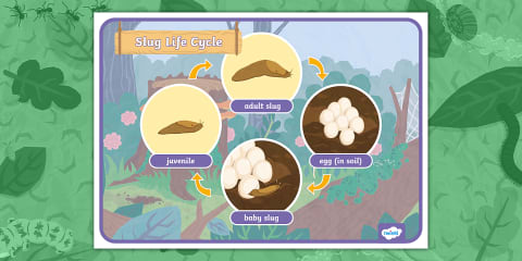Slug Evolution Chart Parts of a Slug Worksheet