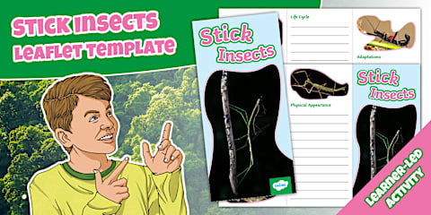 10 Facts About Stick Insects Display Poster