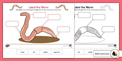 Earthworm Life Cycle Cut and Paste Worksheet for PreK-K