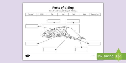 Slug Worksheet Life Cycle of a Slug Poster