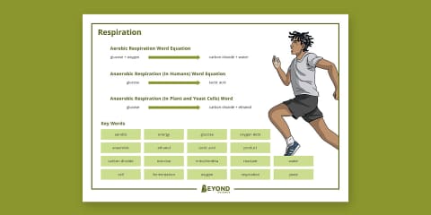 Question/statement Poster Respiration Poster